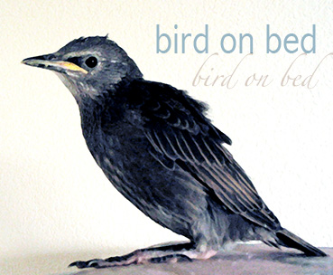 Bird in Bed