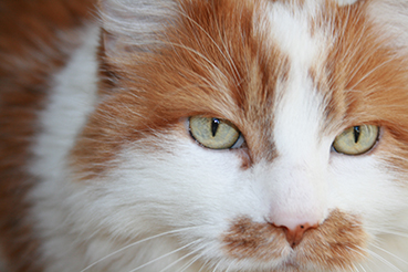 Boland Closeup