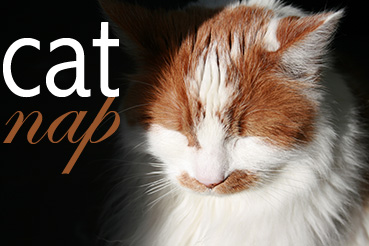 Catnap