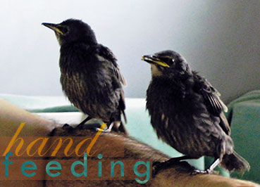 Handfeeding