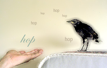 Fledgling Hopping to Hand