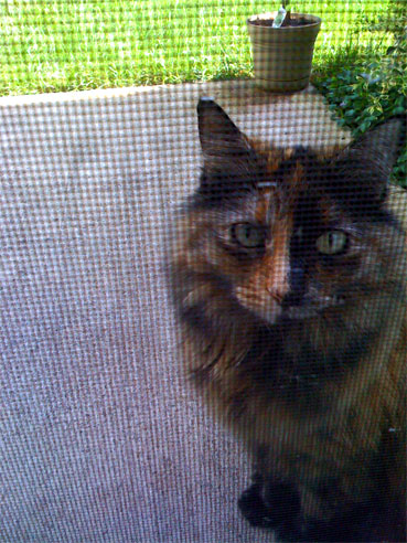 Tinkerbell Waiting